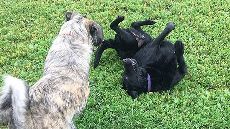 Δύο σκυλιά συναντιούνται μετά από ένα μήνα καραντίνας